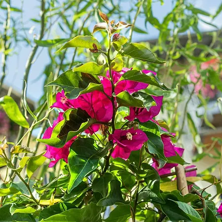 מלון Waldblick 3*